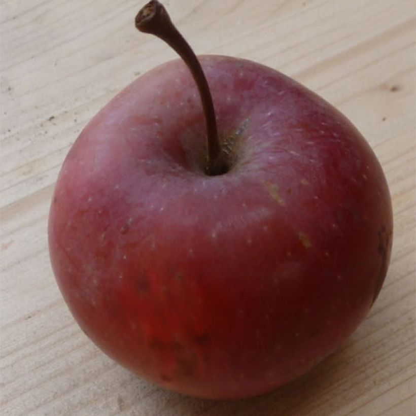 Columnar Apple Tree Pomfital - Malus domestica (Harvest)