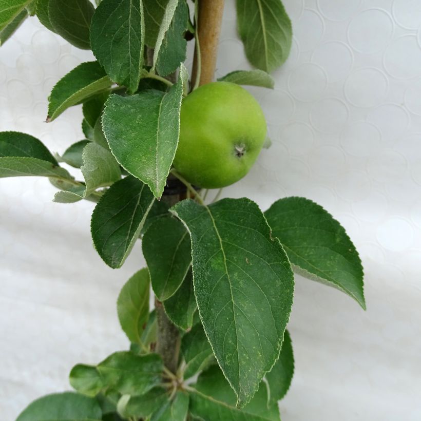 Columnar Apple Tree Rhapsodie - Malus domestica (Foliage)