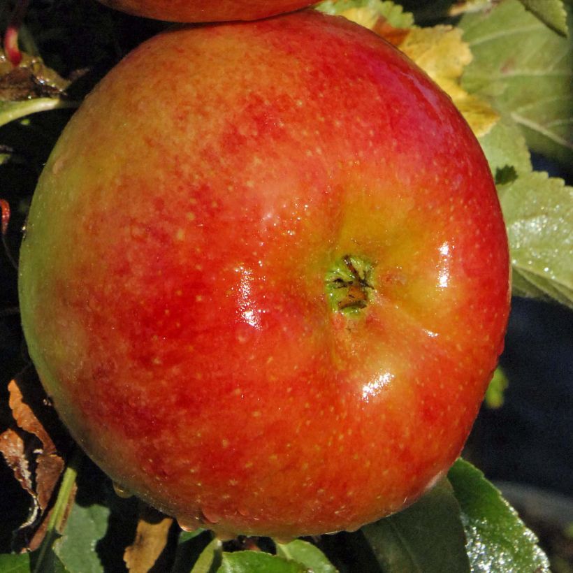 Columnar Apple Tree Rhapsodie - Malus domestica (Harvest)