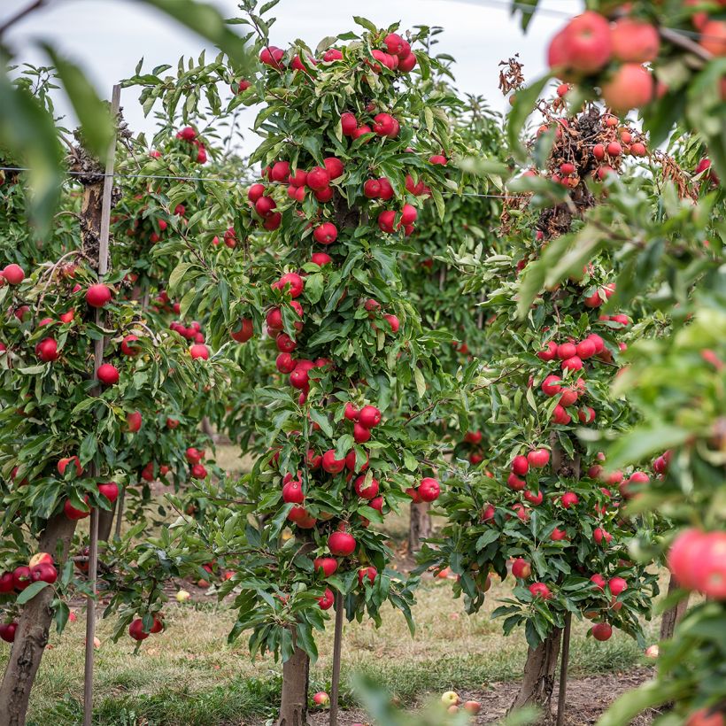 Columnar Apple Tree Vaux Le Vicomte - Georges Delbard (Plant habit)