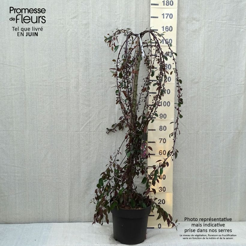 Malus Royal Beauty - Crab Apple 7.5L/10L pot sample as delivered in summer