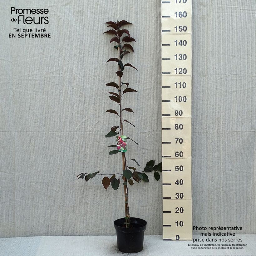 Malus Royalty - Crab Apple 4L/5L pot sample as delivered in summer