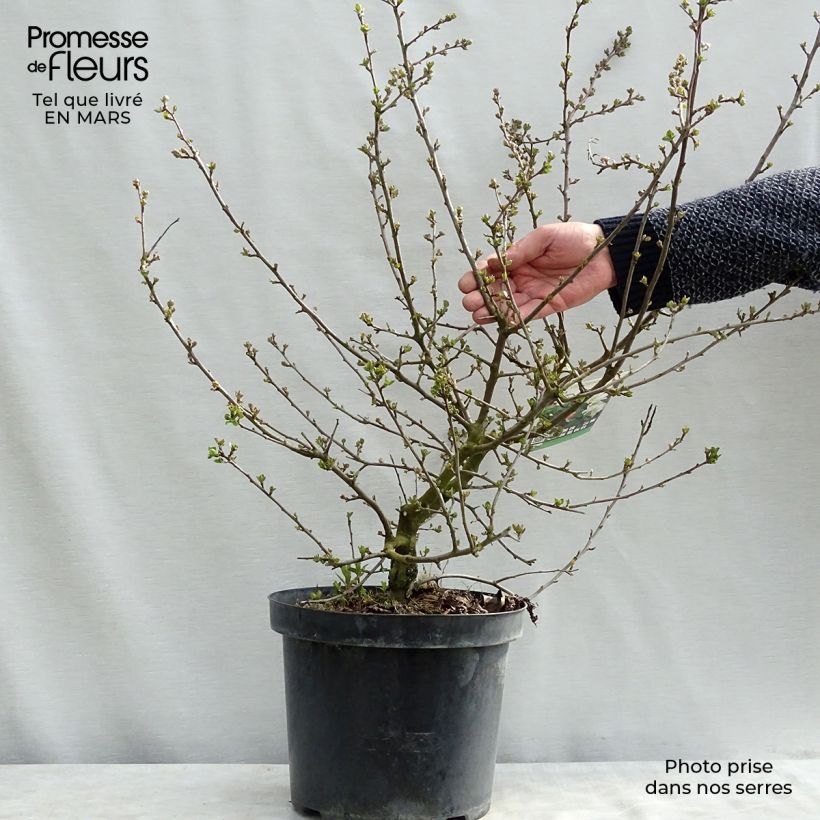 Malus toringo var. sargentii Tina - Crab Apple 7.5L/10L pot sample as delivered in winter