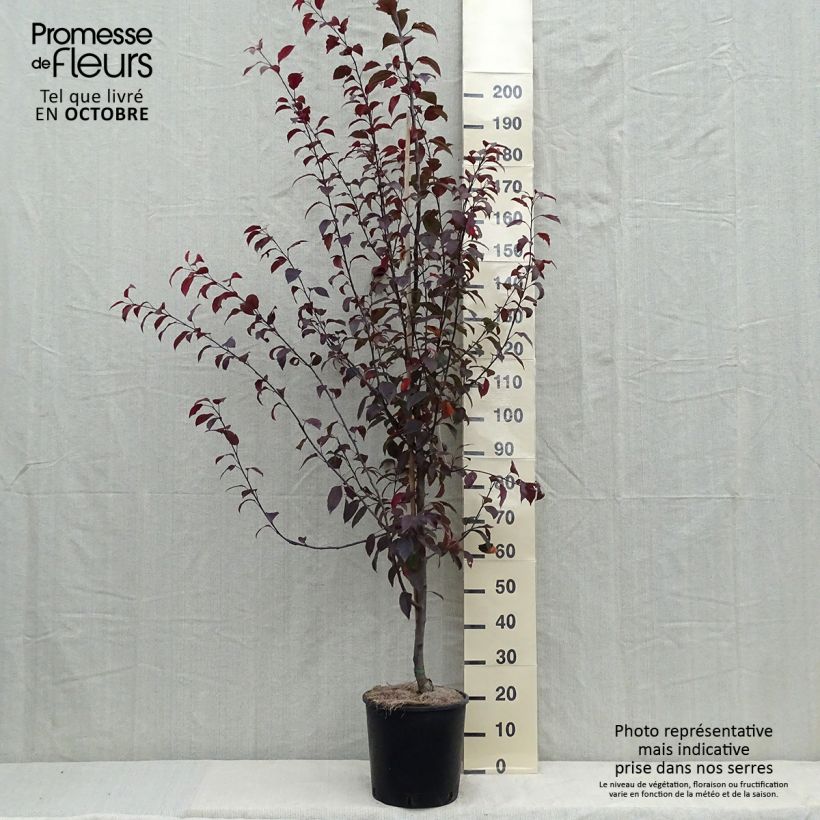 Malus Coccinella Courtarou - Crab Apple 7.5L/10L pot sample as delivered in autumn