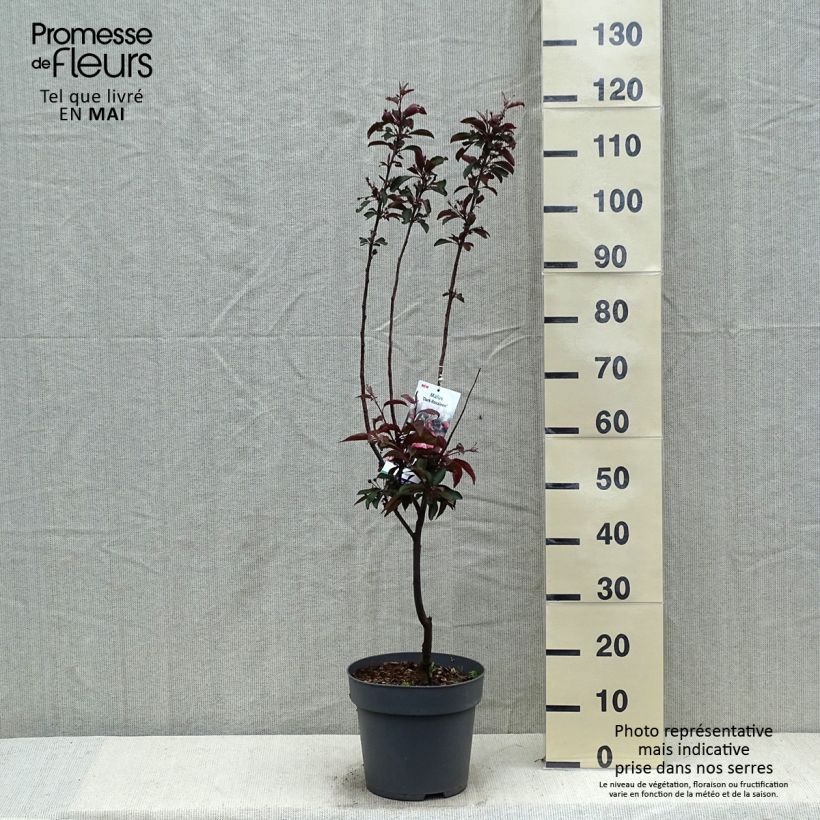 Malus Dark Rosaleen - Crab Apple 6L/7L potShipped height around 80/100cm sample as delivered in spring