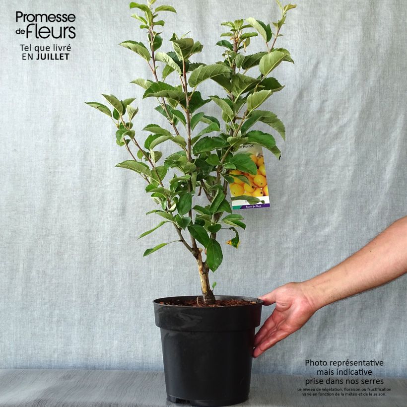Malus zumi Golden Hornet - Crab Apple 4L/5L pot sample as delivered in summer