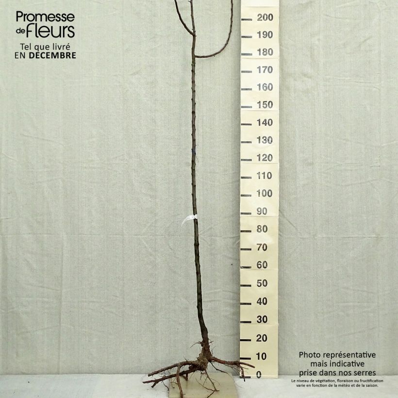 Malus zumi Golden Hornet - Crab Apple Bare root sample as delivered in winter
