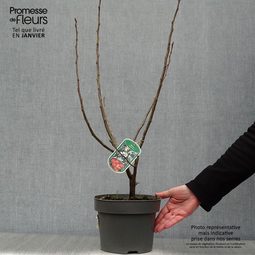 Malus John Downie - Crab Apple 4L/5L pot sample as delivered in winter