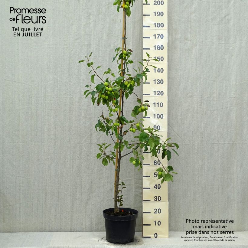 Malus Evereste - Crab Apple 6L/7L pot sample as delivered in summer