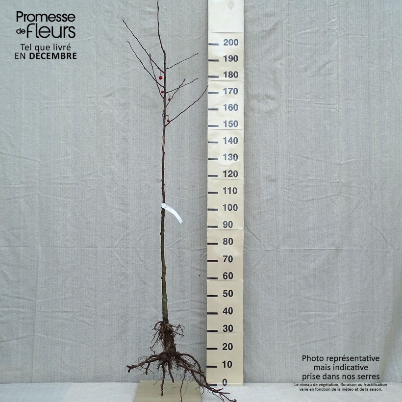Malus Evereste - Crab Apple Bare root sample as delivered in winter