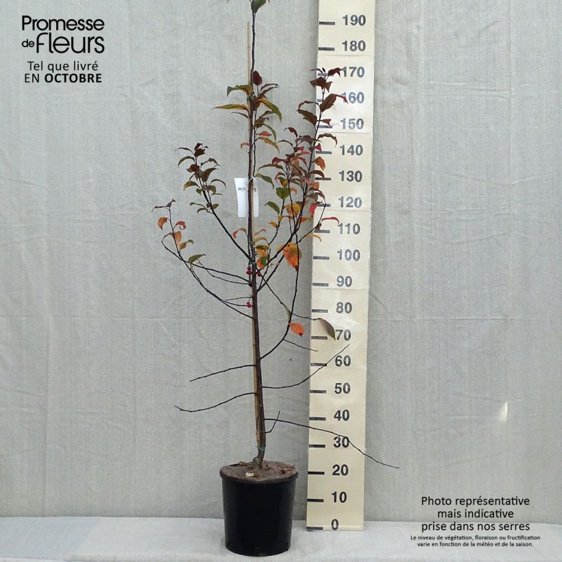 Malus Prairiefire - Crab Apple 7.5L/10L pot sample as delivered in autumn