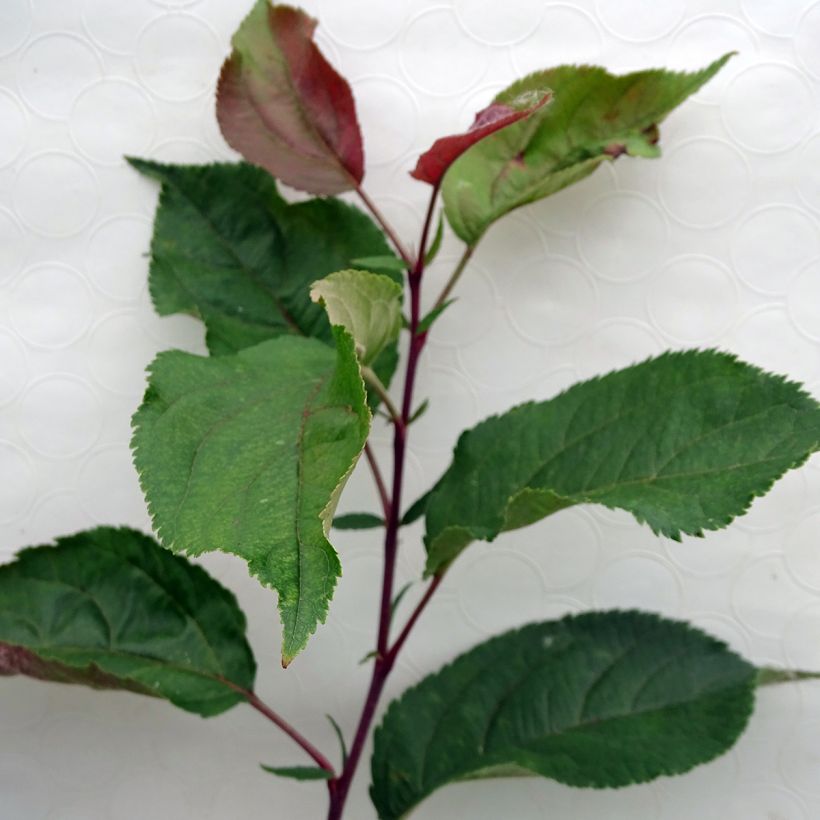 Malus Red Obelisk - Crab Apple (Foliage)