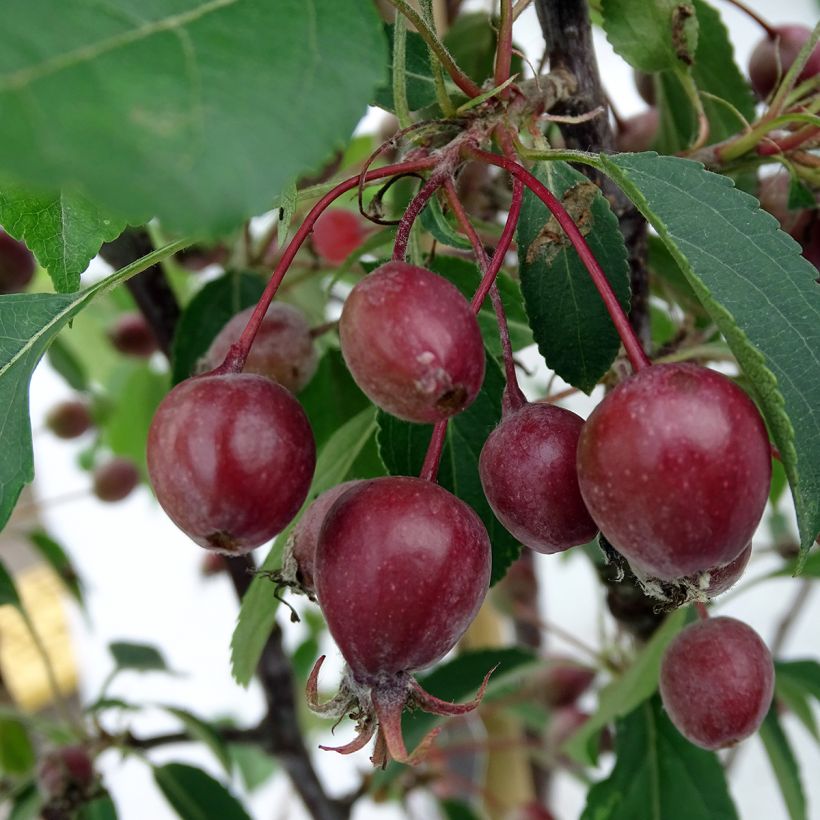 Malus Red Obelisk - Crab Apple (Harvest)