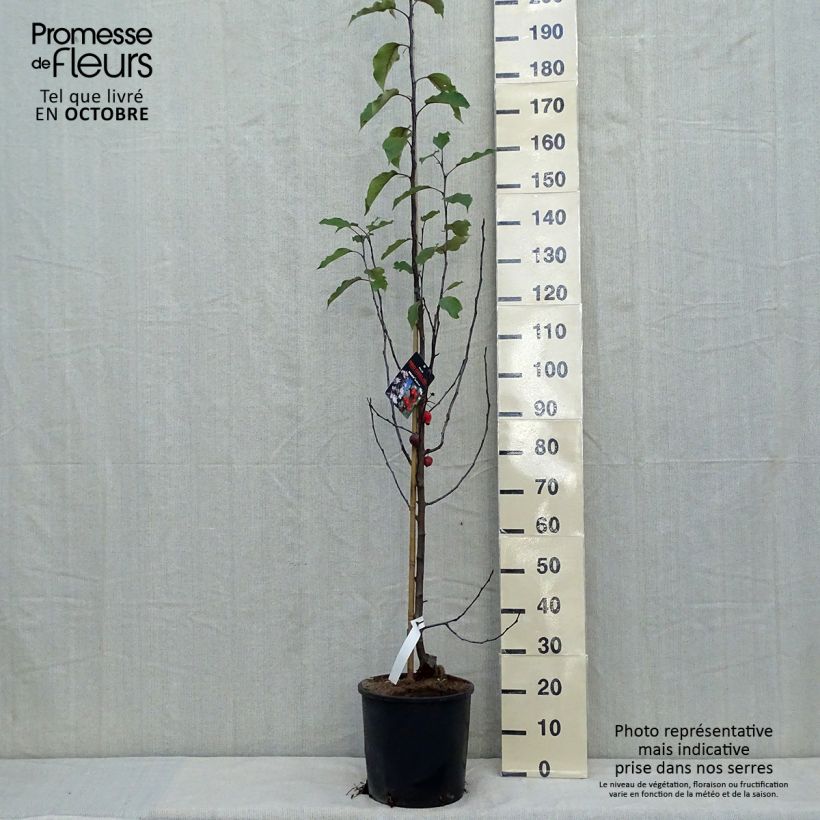 Malus Red Obelisk - Crab Apple 7.5L/10L pot sample as delivered in autumn