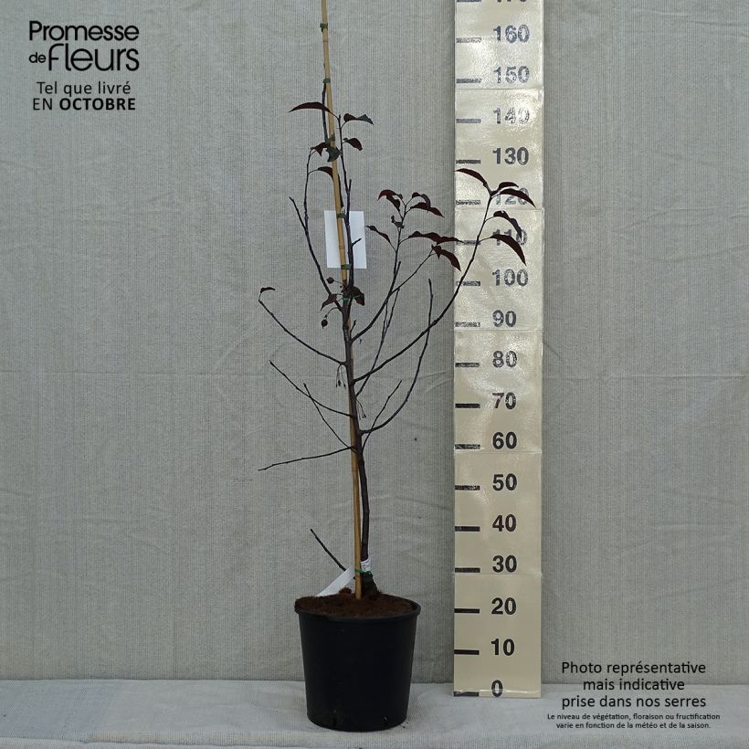 Malus Royalty - Crab Apple 7.5L/10L pot sample as delivered in autumn