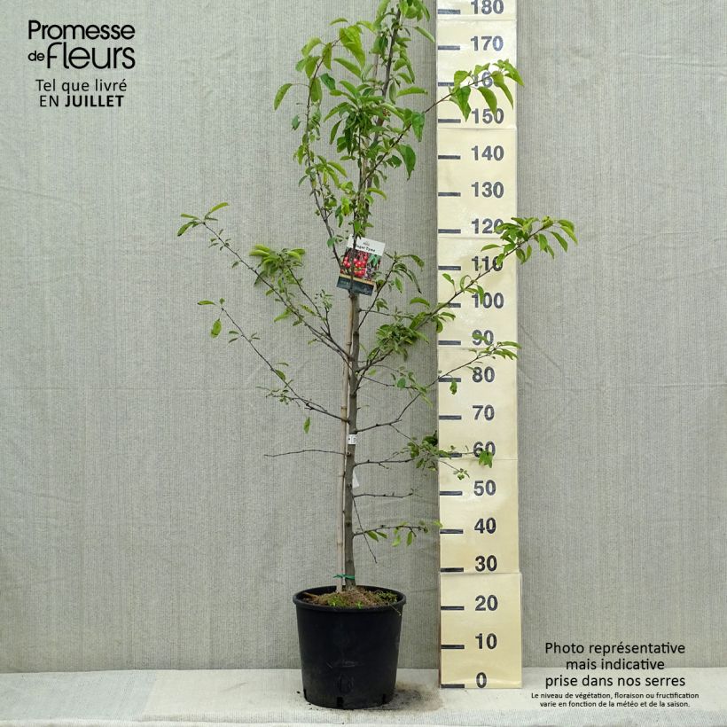 Malus Sugar Tyme - Crab Apple 7.5L/10L pot sample as delivered in summer