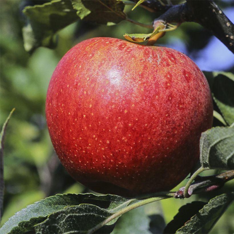 Apple Tree Royal Gala - Malus domestica (Harvest)