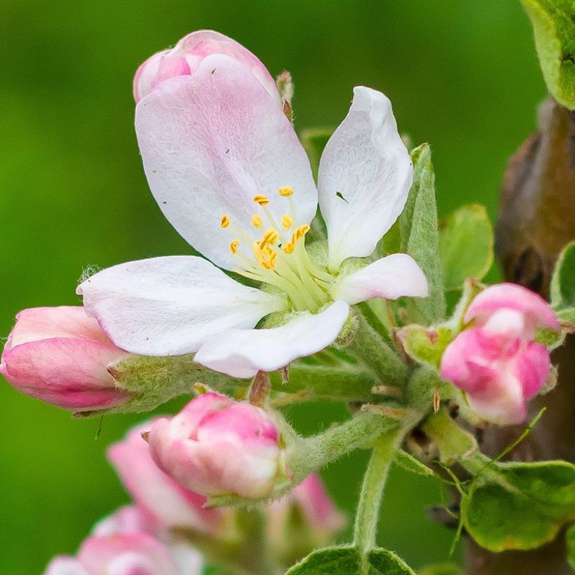 Dwarf Apple Tree Fruit Me Apple Me Elstar (Flowering)