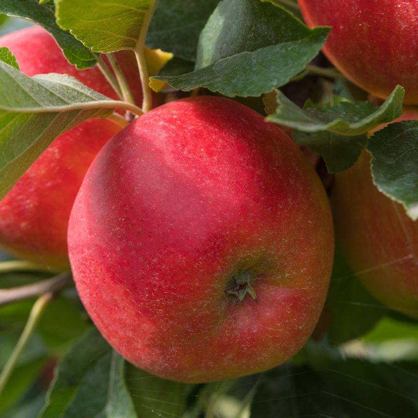 Dwarf Apple Tree Fruit Me Apple Me Elstar (Harvest)