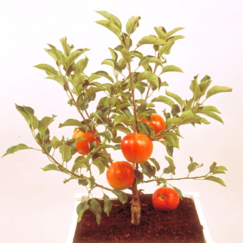 Dwarf Apple Tree Garden Sun Red - Malus domestica (Flowering)