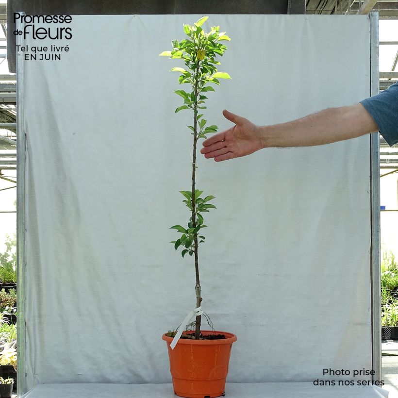 Dwarf Apple Tree Garden Sun Red - Malus domestica 6L/7L pot, Dwarf sample as delivered in summer