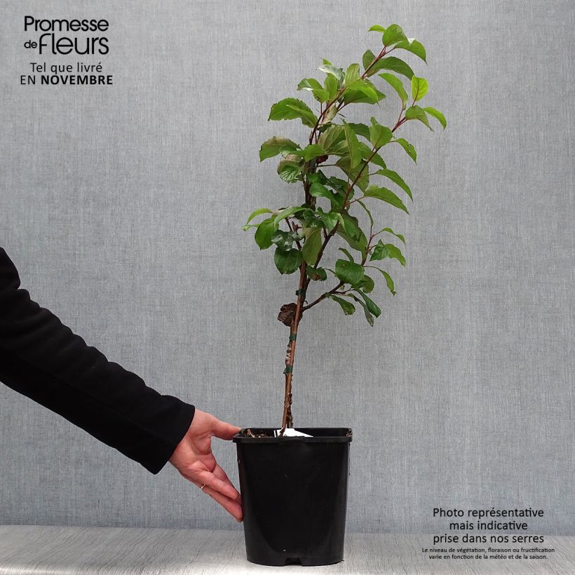Dwarf self-fertile apple tree Fruit Me Apple Me Yellow Golden 4L/5L pot, Dwarf sample as delivered in autumn
