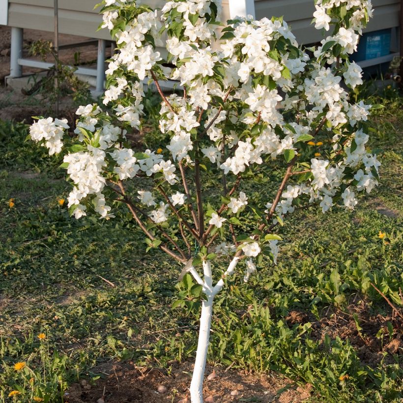 Dwarf self-fertile apple tree Fruit Me Apple Me Yellow Golden (Plant habit)