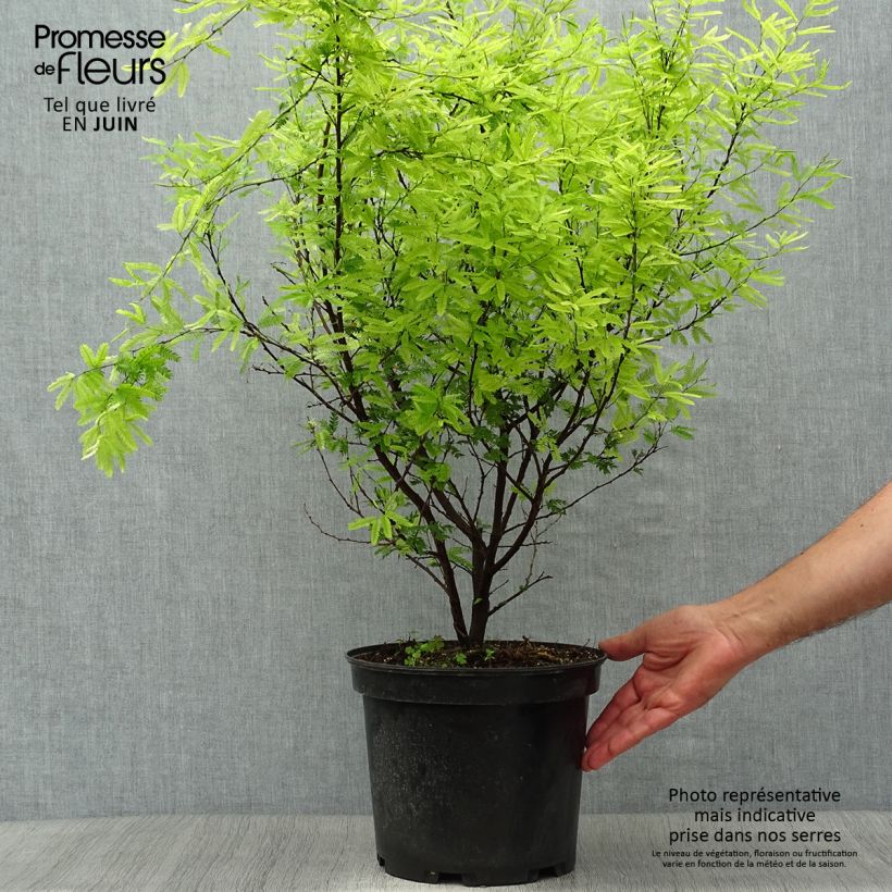 Calliandra surinamensis 7.5L/10L pot sample as delivered in summer