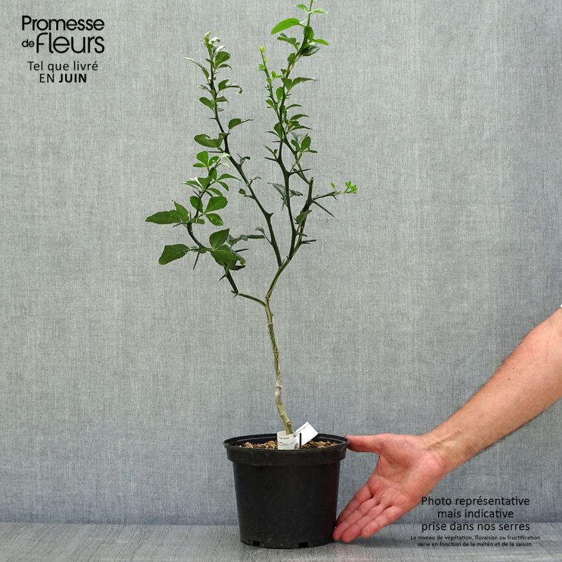 Poncirus trifoliata 3L/4L pot sample as delivered in summer