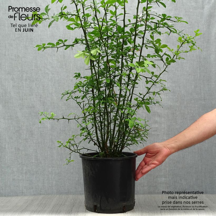 Poncirus trifoliata 7.5L/10L pot sample as delivered in summer