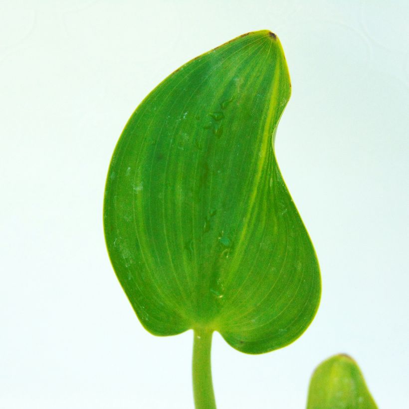 Pontederia cordata (Foliage)