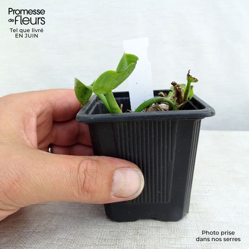 Pontederia cordata 8/9 cm pot sample as delivered in summer