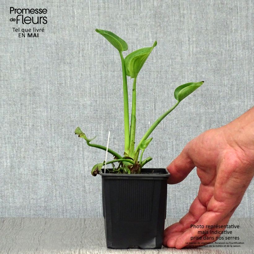 Pontederia cordata sample as delivered in spring