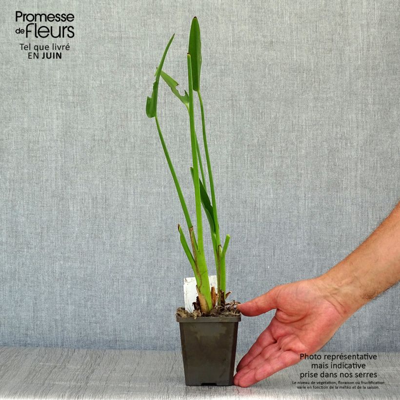 Pontederia lanceolata 8/9 cm pot sample as delivered in summer