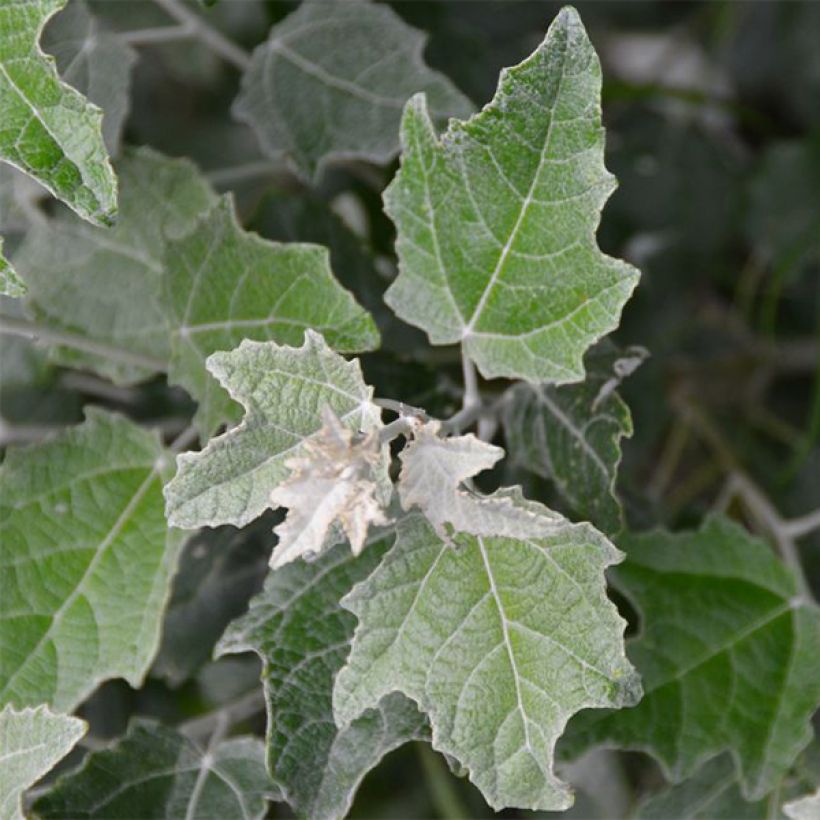 Populus alba Nivea - White Poplar (Foliage)