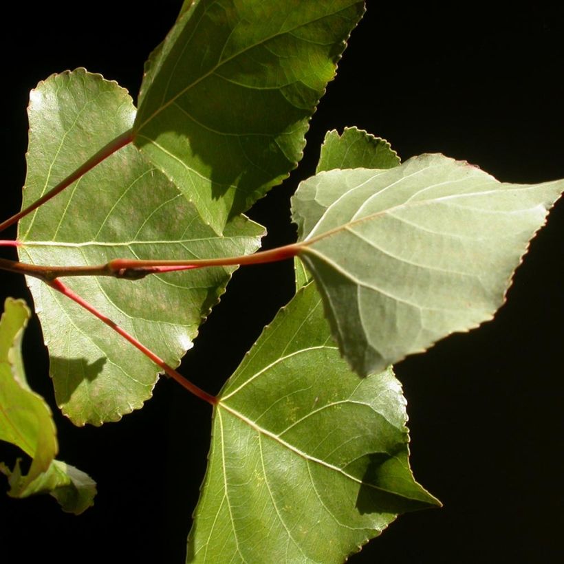 Populus canadensis Robusta - Canadian Poplar (Foliage)