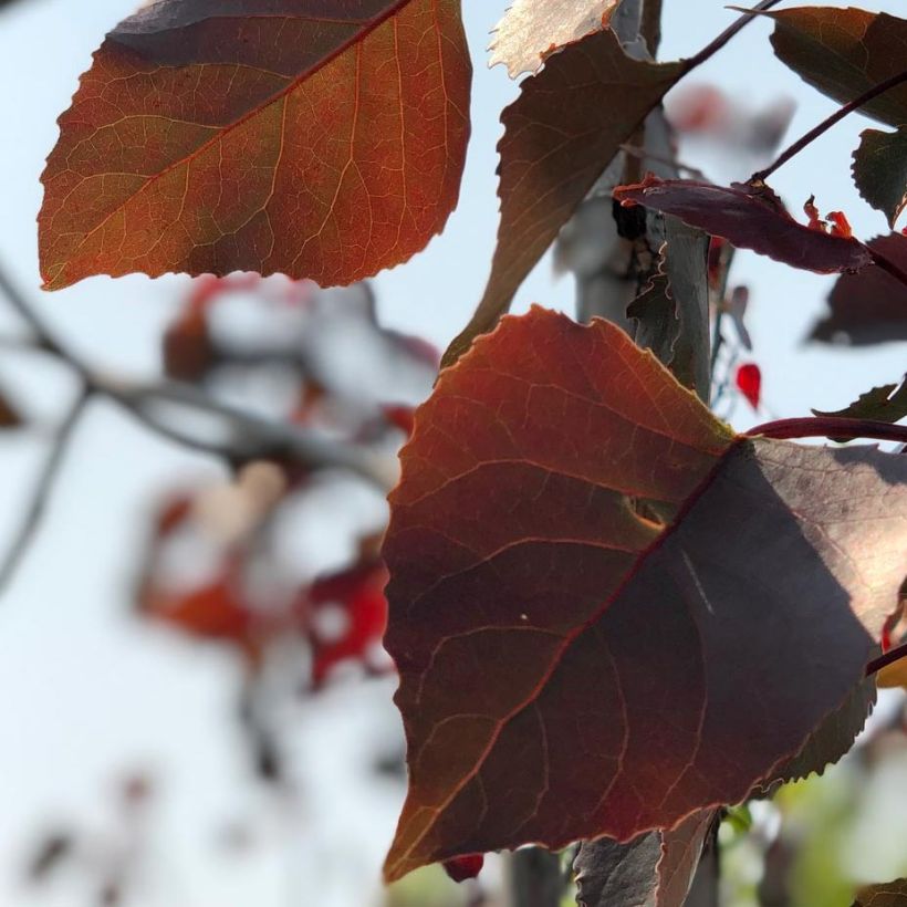 Populus deltoides Fuego - Eastern Cottonwood (Foliage)