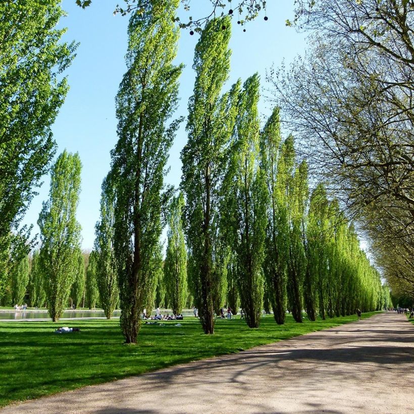 Populus nigra Italica - Black Poplar (Plant habit)