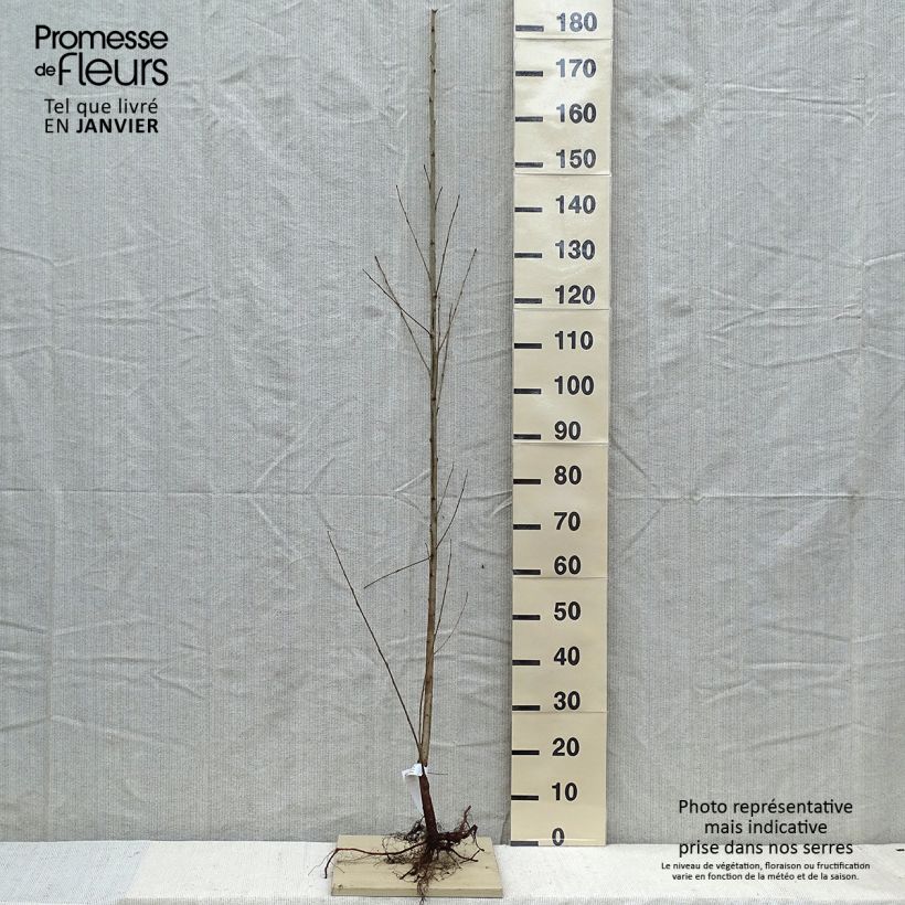 Populus nigra - Black Poplar Bare root sample as delivered in winter