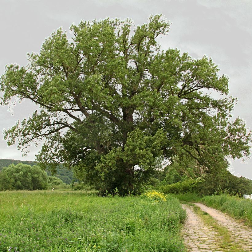 Populus nigra - Black Poplar (Plant habit)