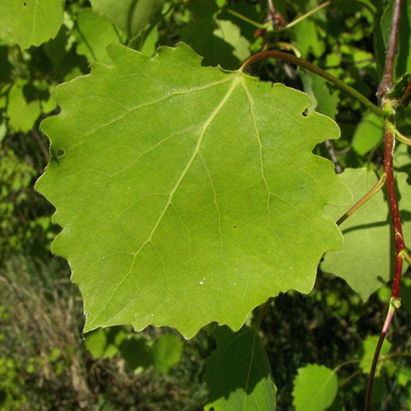 Populus tremula - Aspen (Foliage)