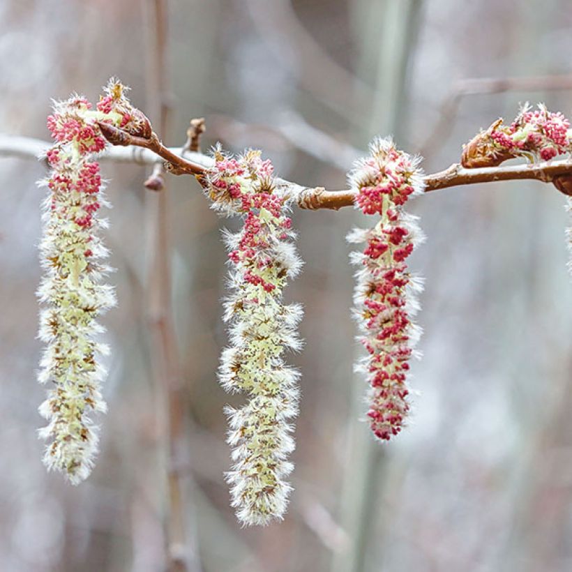 Populus tremula - Aspen (Flowering)