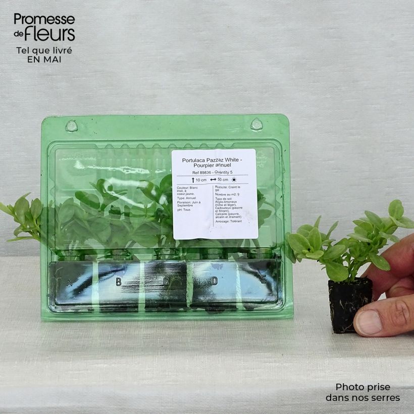 Portulaca oleracea Pazzaz White Plug plant 3/4cm sample as delivered in spring