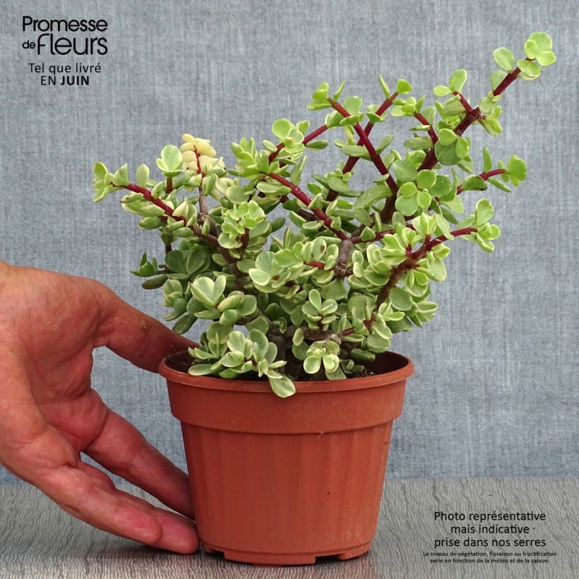 Portulacaria afra Variegata 12cm pot sample as delivered in summer