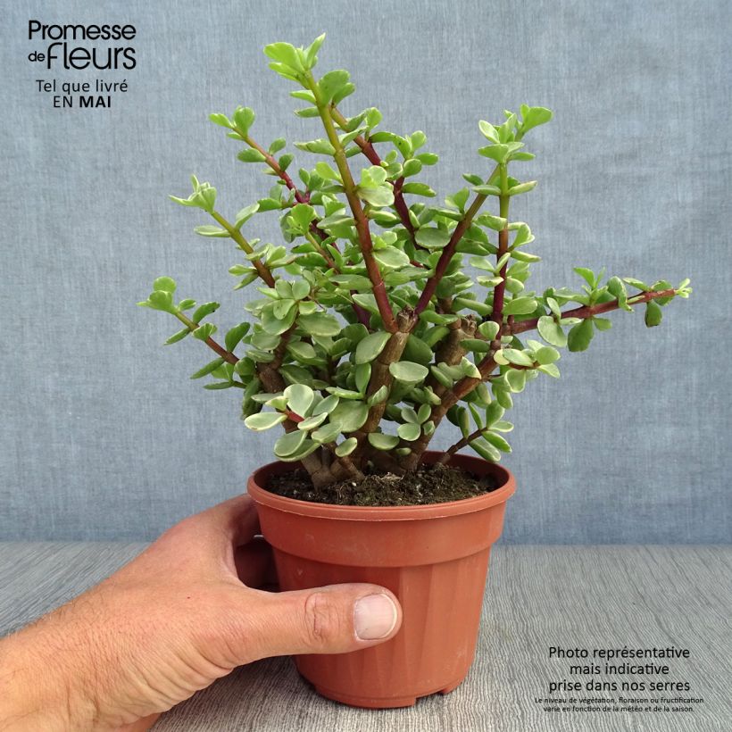 Portulacaria afra Variegata sample as delivered in spring