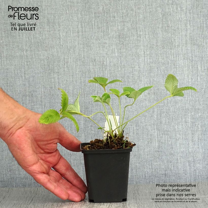 Potentilla Arc en Ciel 8/9 cm pot sample as delivered in summer