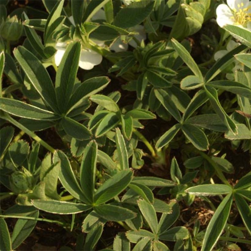 Potentilla alba (Foliage)