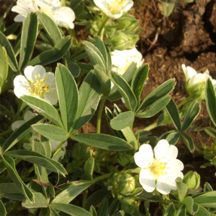 Potentilla alba (Flowering)