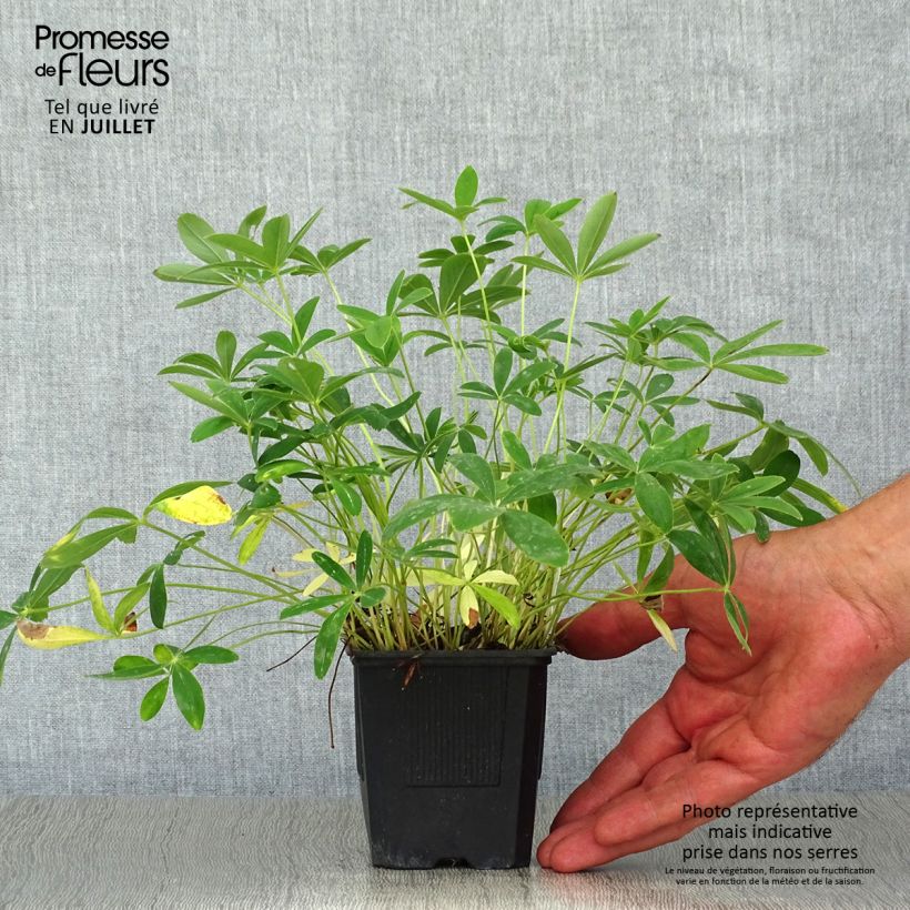 Potentilla alba 8/9 cm pot sample as delivered in summer