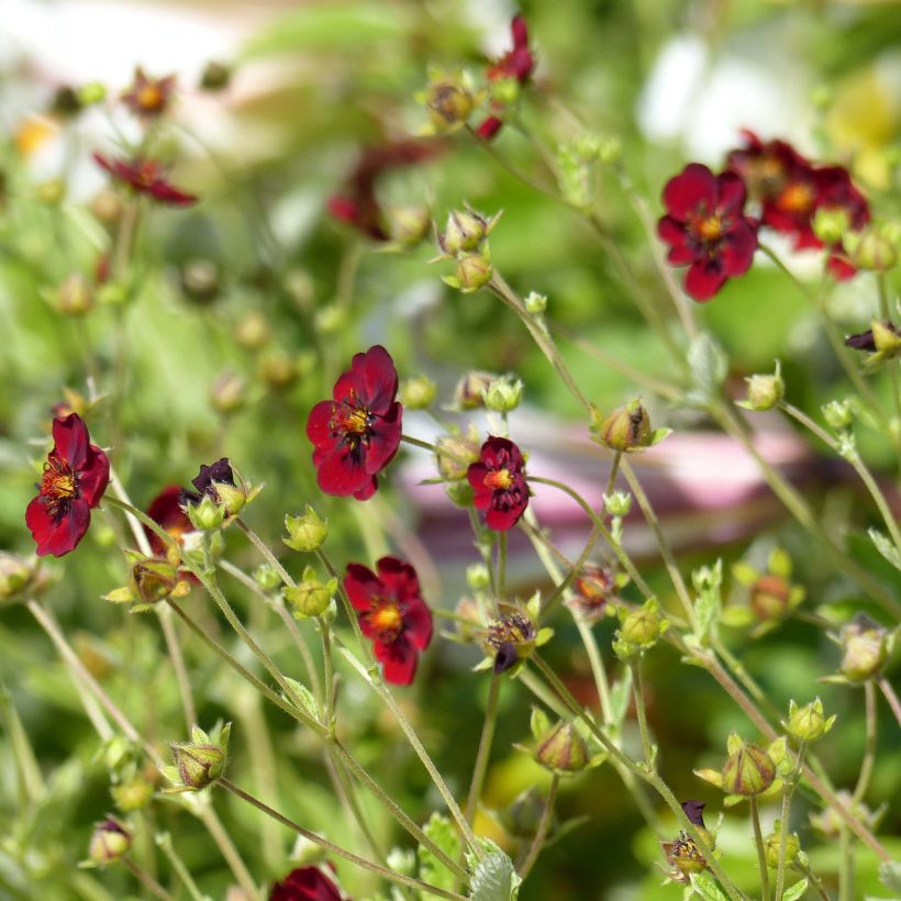 Potentilla atrosanguinea (Flowering)